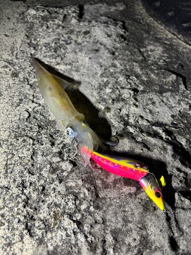ヤリイカの釣果
