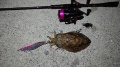 コウイカの釣果