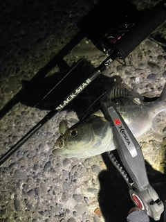 セイゴ（マルスズキ）の釣果