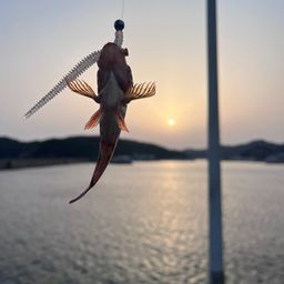 カサゴ