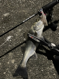 セイゴ（マルスズキ）の釣果