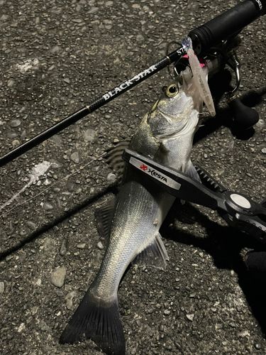 セイゴ（マルスズキ）の釣果