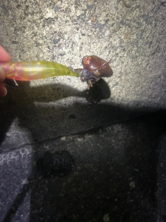 ミミイカの釣果