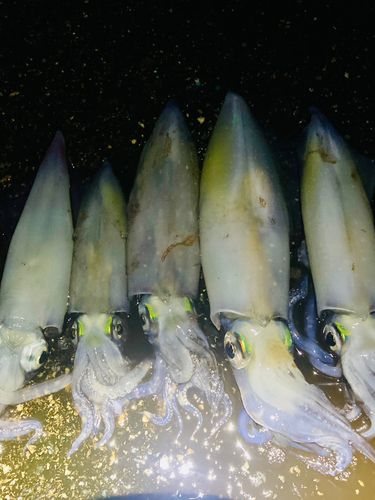 ケンサキイカの釣果