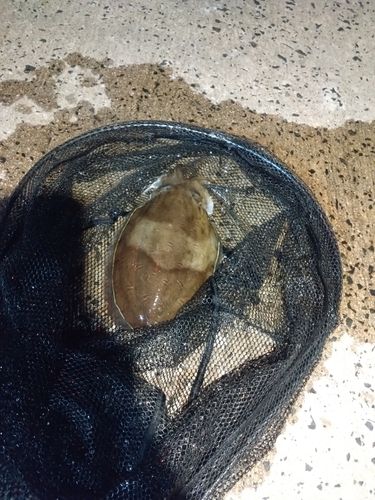 コウイカの釣果