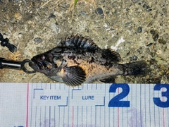 クロソイの釣果