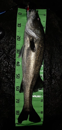 シーバスの釣果