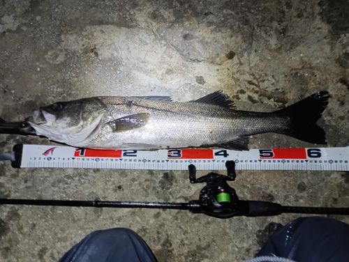 シーバスの釣果
