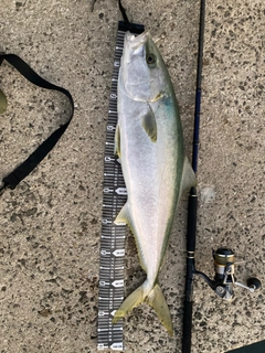ヒラマサの釣果