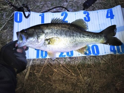 ラージマウスバスの釣果
