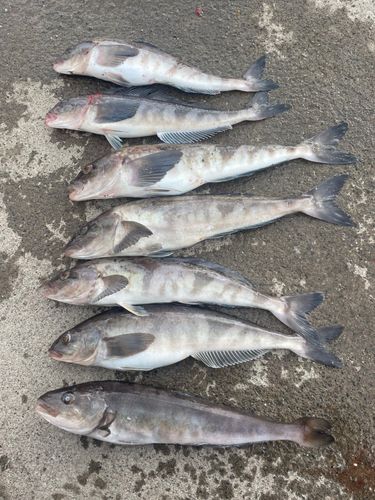 ホッケの釣果