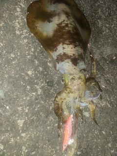 アオリイカの釣果