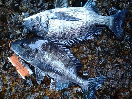 クロダイの釣果