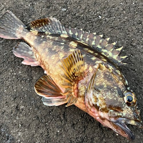 カサゴの釣果