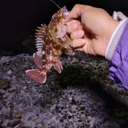 カサゴ