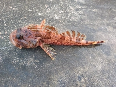 カジカの釣果