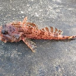 カジカ