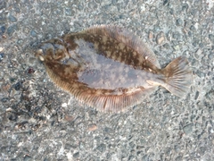 マコガレイの釣果