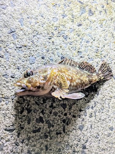 カサゴ