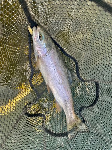 ニジマスの釣果