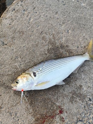 アカカマスの釣果