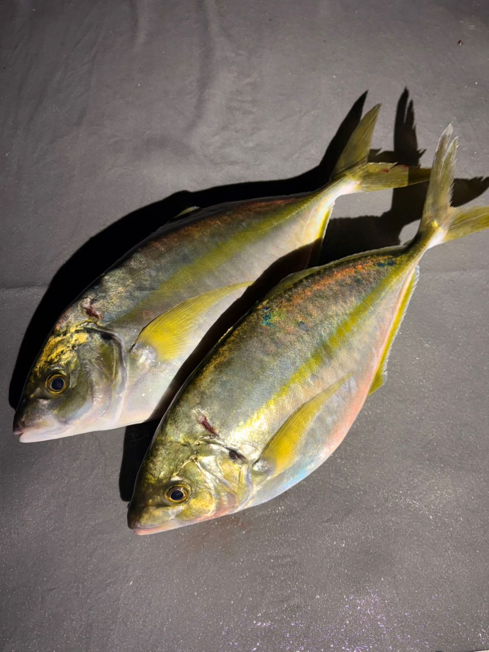 ポンポコポンさんの釣果 1枚目の画像