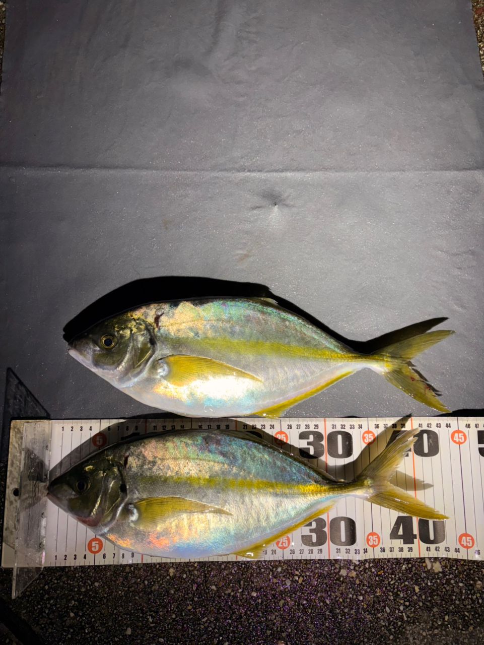 ポンポコポンさんの釣果 2枚目の画像