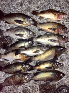 メバルの釣果
