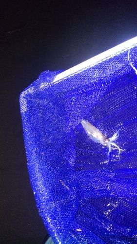 ホタルイカの釣果