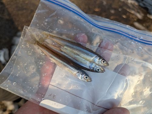 ワカサギの釣果