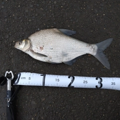 ダントウボウの釣果