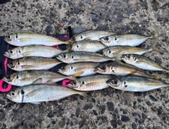 マアジの釣果
