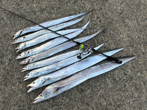 タチウオの釣果