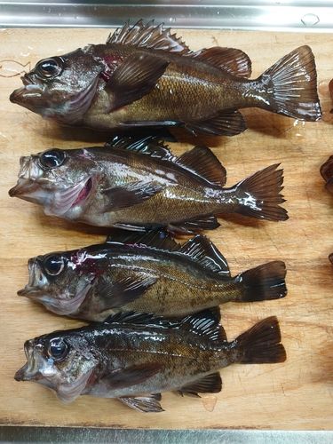 メバルの釣果