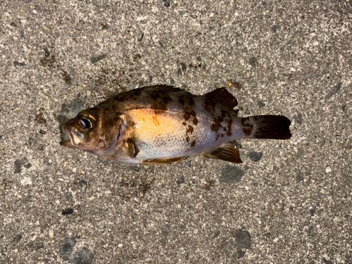 シロメバルの釣果