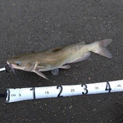 アメリカナマズの釣果