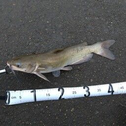 アメリカナマズ