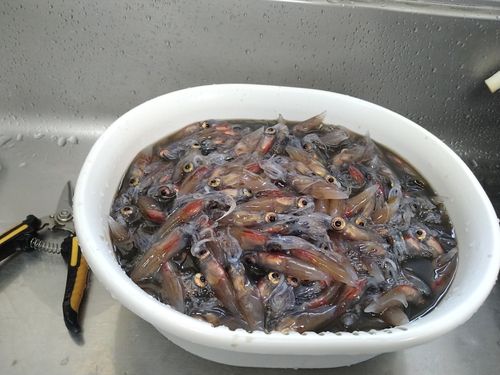 ホタルイカの釣果