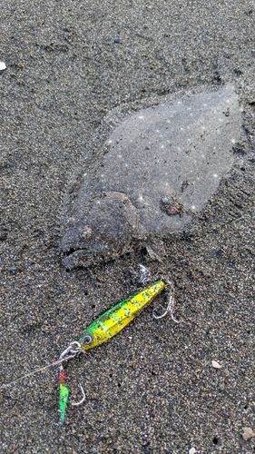 ヒラメの釣果