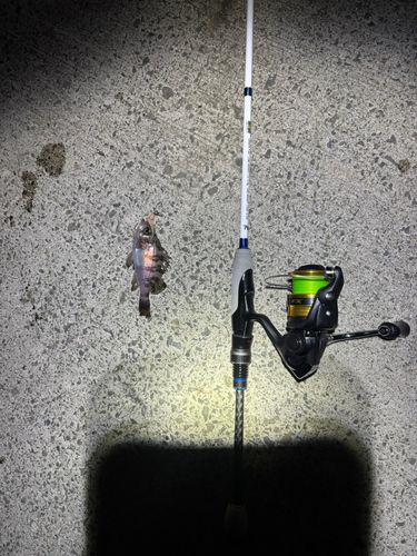 シロメバルの釣果