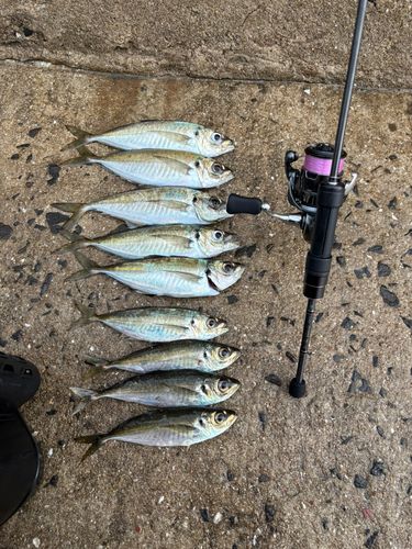 マアジの釣果