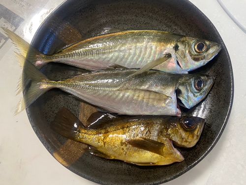 アジの釣果