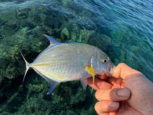 カスミアジの釣果