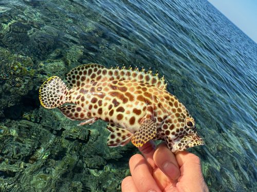 カンモンハタの釣果