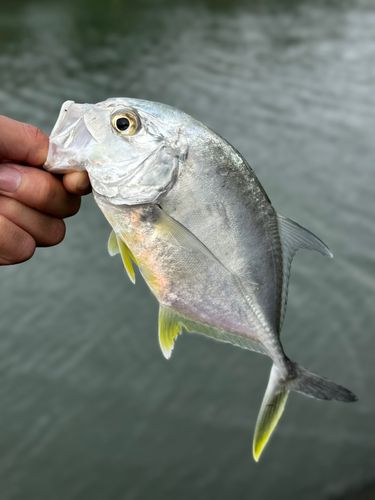 メッキの釣果
