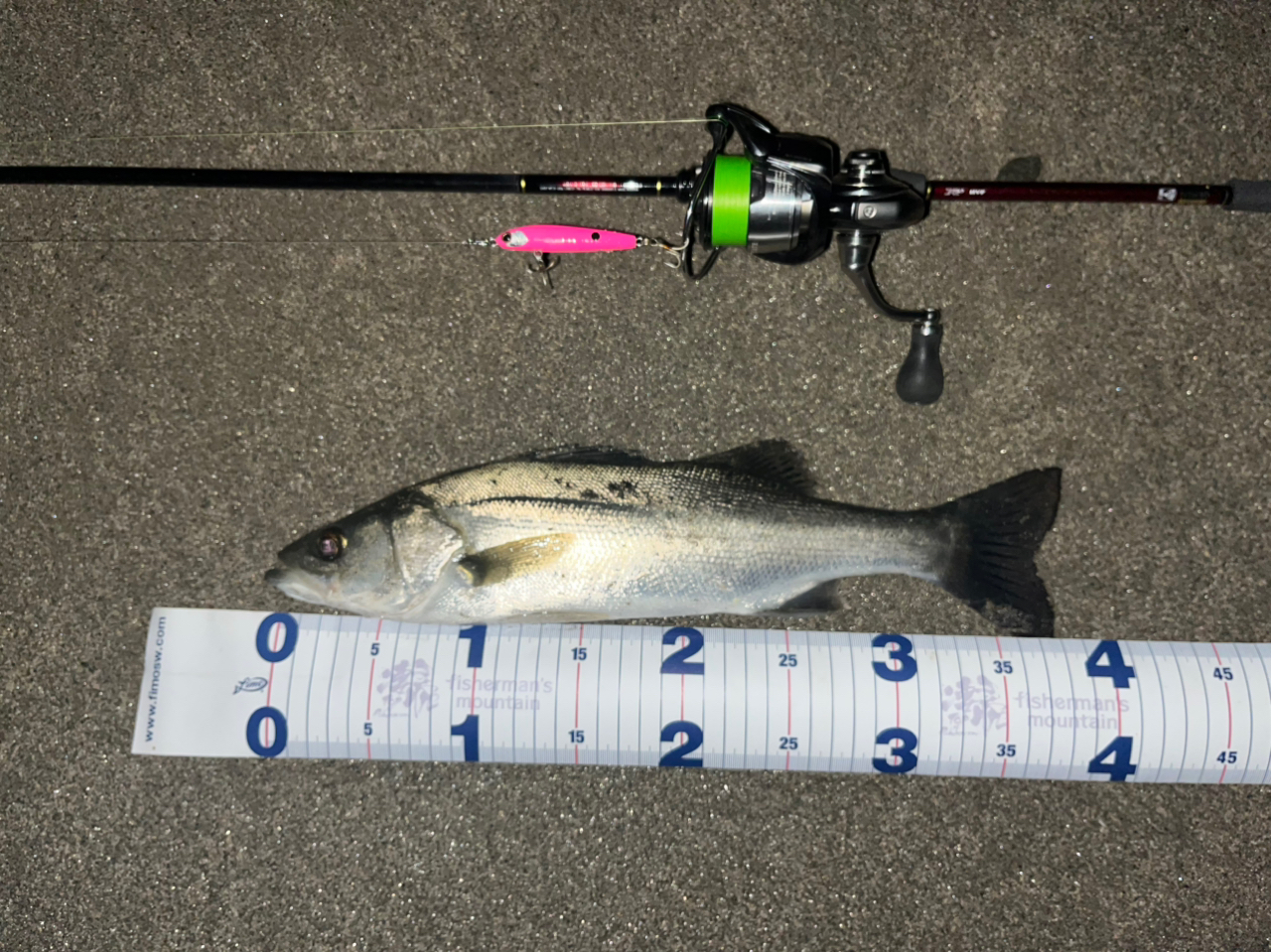 DAIWA 24セルテート LT2500-Hの最安値・インプレ・釣果 | 本音の