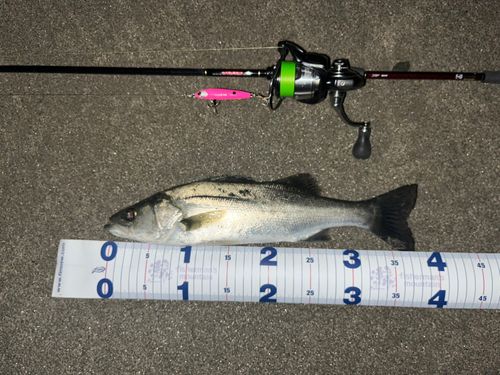 スズキの釣果