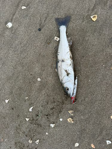 セイゴ（マルスズキ）の釣果