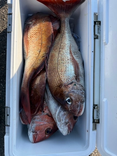 マダイの釣果