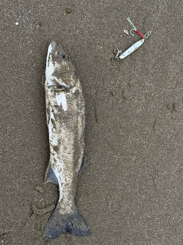 セイゴ（マルスズキ）の釣果